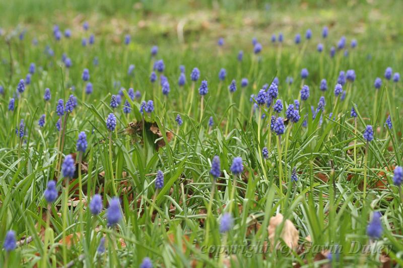 Bluebells, Cloudehill Gardens IMG_6548.JPG